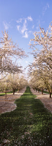 Almond trees in an orchard, Central Valley, California, USA