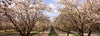 Almond trees in an orchard, Central Valley, California, USA