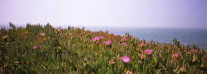 Ice plants (Carpobrotus edulis) on the coast, San Mateo County, California, USA