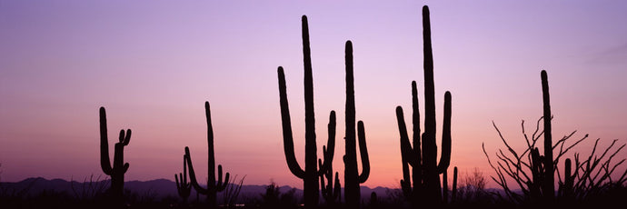 Silhouette of Saguaro cacti (Carnegiea gigantea) on a landscape, Saguaro National Park, Tucson, Pima County, Arizona, USA