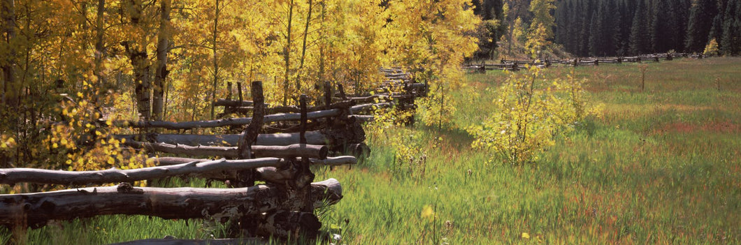 Fence in a forest, Ridgway, Ouray County, Colorado, USA