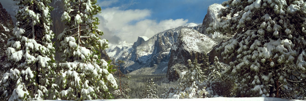 Snowy trees in winter, Yosemite Valley, Yosemite National Park, California, USA