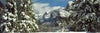 Snowy trees in winter, Yosemite Valley, Yosemite National Park, California, USA