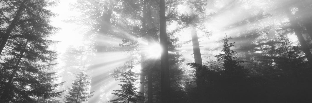 Road, Redwoods Park, California, USA
