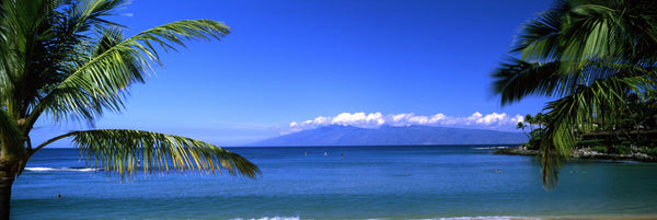 Palm trees on the beach, Kapalua Beach, Molokai, Maui, Hawaii, USA