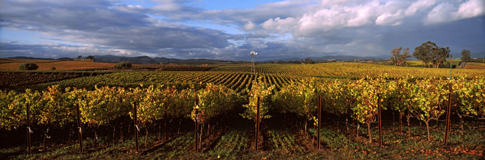 Vineyard, Napa Valley, California, USA