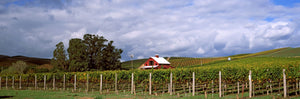 Vineyard, Wine Country, Napa Valley, California, USA