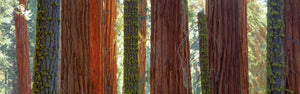 Sequoia Grove Sequoia National Park California USA