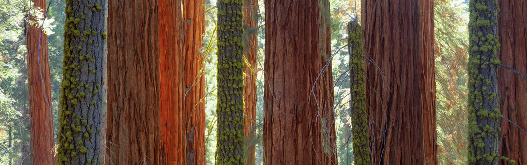Sequoia Grove Sequoia National Park California USA