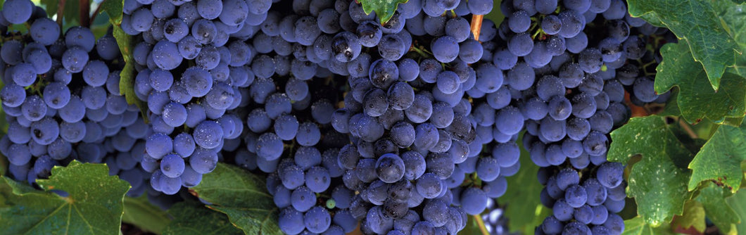 Grapes On The Vine, Napa, California, USA