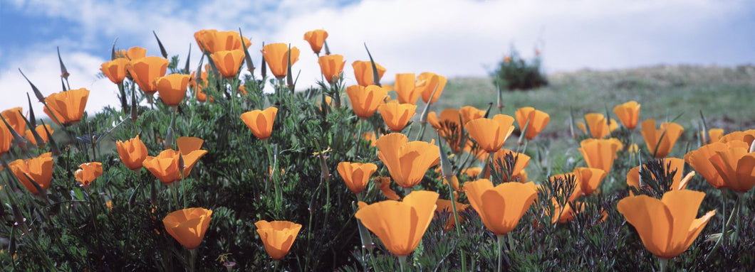California Poppy Napa Valley CA