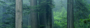 Trees In A Forest, Redwood National Park, California, USA