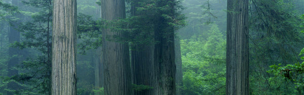 Trees In A Forest, Redwood National Park, California, USA