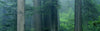 Trees In A Forest, Redwood National Park, California, USA