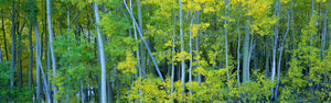 Aspen trees in a forest, Bishop, California, USA
