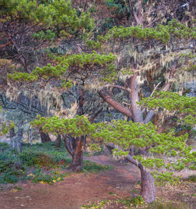 Pines with hanging lichens, Pacific Coast, Brookings, Curry County, Oregon, USA