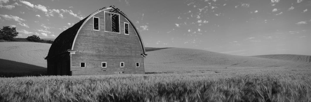 Old barn in a wheat field, Palouse, Whitman County, Washington State, USA