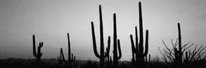 Silhouette of Saguaro cacti (Carnegiea gigantea) on a landscape, Saguaro National Park, Tucson, Pima County, Arizona, USA