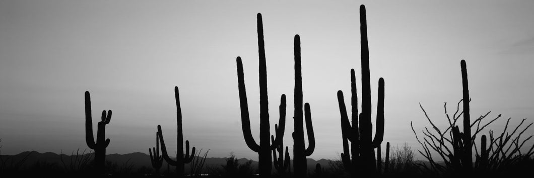 Silhouette of Saguaro cacti (Carnegiea gigantea) on a landscape, Saguaro National Park, Tucson, Pima County, Arizona, USA