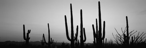 Silhouette of Saguaro cacti (Carnegiea gigantea) on a landscape, Saguaro National Park, Tucson, Pima County, Arizona, USA