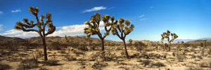 Joshua trees in a desert, Joshua Tree National Park, California, USA