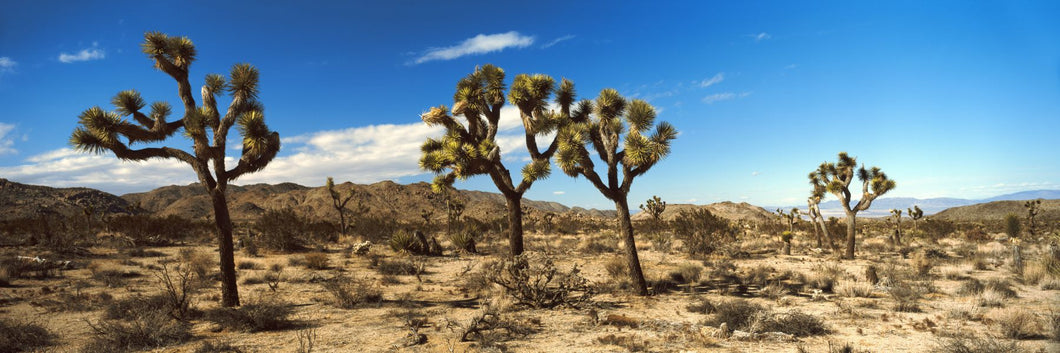 Joshua trees in a desert, Joshua Tree National Park, California, USA