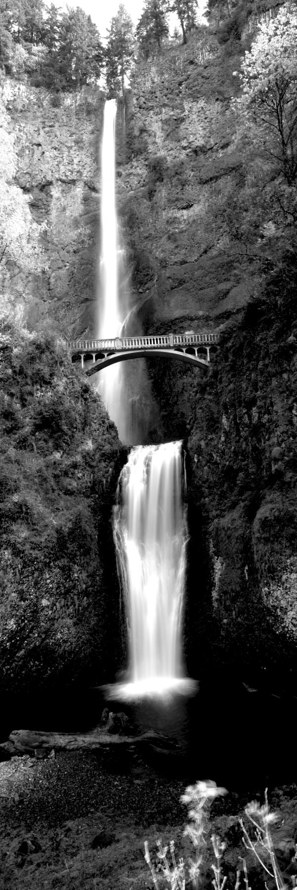 Waterfall in a forest, Multnomah Falls, Columbia River Gorge, Oregon, USA