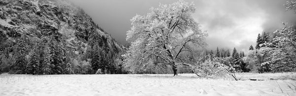 Snow covered oak tree in a valley, Yosemite National Park, California, USA