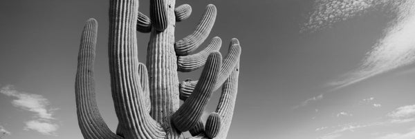 Low angle view of a Saguaro cactus(Carnegiea gigantea), Saguaro National Park, Tucson, Pima County, Arizona, USA