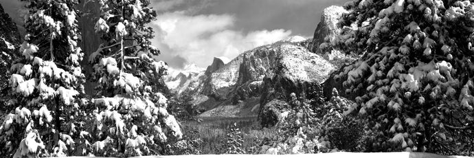 Snowy trees in winter, Yosemite Valley, Yosemite National Park, California, USA