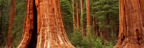 Giant sequoia trees in a forest, California, USA