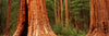 Giant sequoia trees in a forest, California, USA
