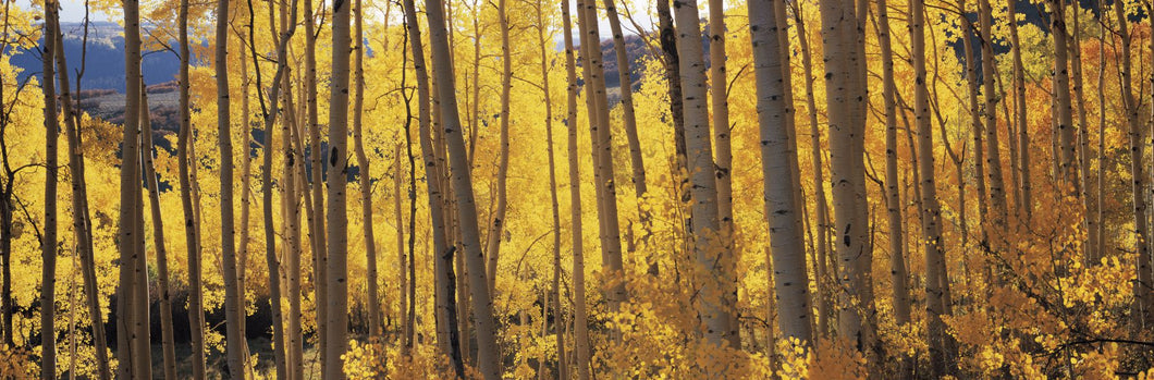 Aspen trees in autumn, Colorado, USA