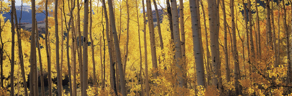 Aspen trees in autumn, Colorado, USA