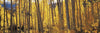 Aspen trees in autumn, Colorado, USA