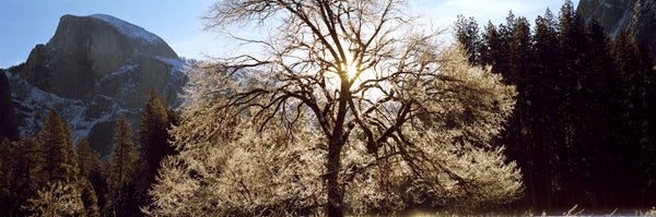 Low angle view of a snow covered oak tree, Yosemite National Park, California, USA