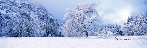Snow covered oak trees in a valley, Yosemite National Park, California, USA