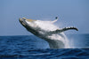 Humpback whale (Megaptera novaeangliae) breaching in the sea