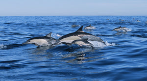 Common dolphins breaching in the sea