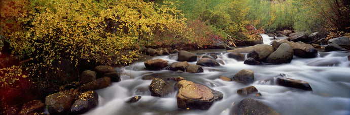 Stream flowing through a forest, Inyo County, California, USA