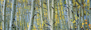 Aspen trees in a forest, Rock Creek Lake, California, USA