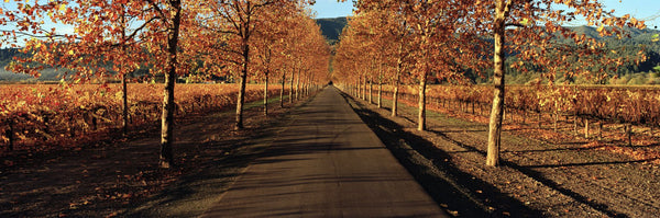 Vineyards along a road, Beaulieu Vineyard, Napa Valley, California, USA