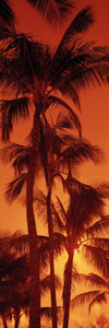 Low angle view of palm trees at dusk, Kalapaki Beach, Kauai, Hawaii, USA