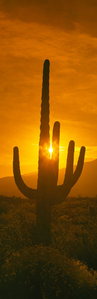 Saguaro cactus (Carnegiea gigantea) in a desert at sunrise, Arizona, USA