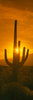 Saguaro cactus (Carnegiea gigantea) in a desert at sunrise, Arizona, USA