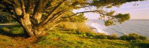 Tree on the coast, Big Sur, California, USA