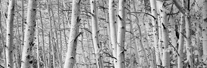 Aspen trees in a forest, Rock Creek Lake, California, USA