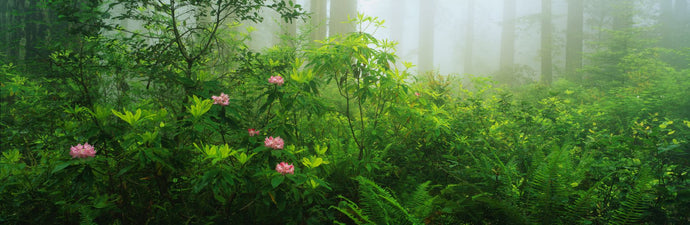 Rhododendrons Lady Bird Johnson Grove CA