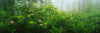 Rhododendrons Lady Bird Johnson Grove CA