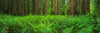 Ferns Redwood State Park CA